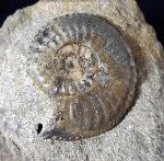 Amaltheus (Amaltheus) margaritatus DE MONTFORT 1808 - Bild © FossNet FossilienStore